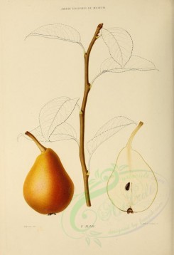 fruits-00516 - Pear, 017 [2770x4038]