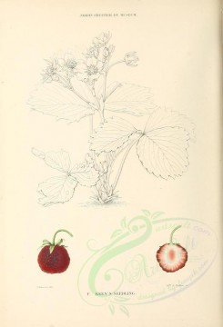 fruits-00549 - fragaria keen's seedling [2766x4066]