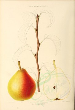 fruits-00630 - Pear, 032 [2821x4130]