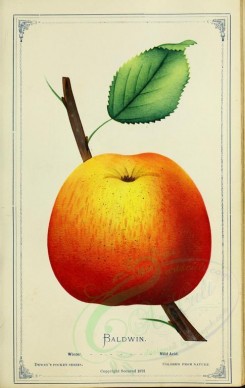 fruits-00753 - Apple - Baldwin [2716x4297]