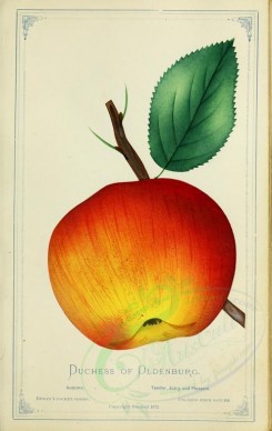 fruits-00755 - Apple - Duchess of Oldenburg [2716x4297]
