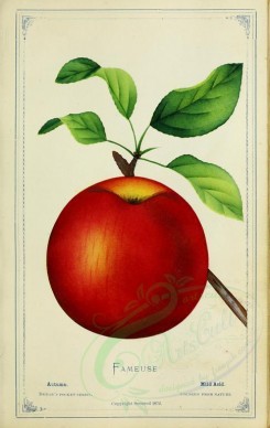 fruits-00757 - Apple - Fameuse [2716x4297]