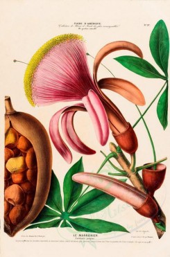fruits-00856 - carolinoea jusignis [4223x6388]