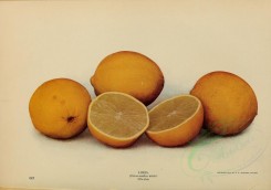fruits-01857 - Lime [4651x3262]
