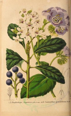 fruits-01905 - raphiolepis japonica, cosmanthus grandiflorus [2908x4734]