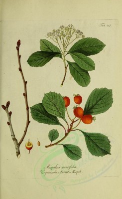 fruits-01976 - mespilus cuneifolia [2700x4386]