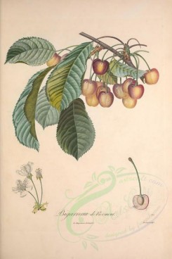 fruits-02293 - Cherry, 5 [3433x5143]