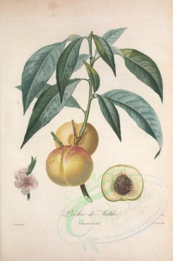 fruits-02406 - Peach, 1 [3388x5111]