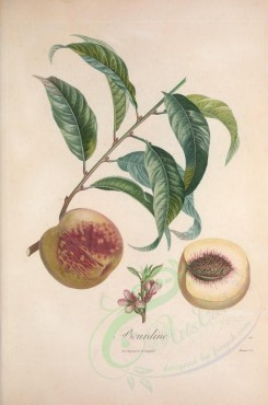 fruits-02438 - Peach, 33 [3388x5111]
