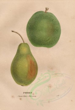 fruits-02777 - Pear, 10 [4100x6039]