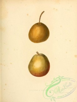 fruits-03197 - Fulton Pear, Buffum Pear [2451x3255]