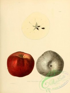 fruits-03261 - Winter King Apple [2451x3255]