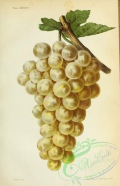 fruits-04179 - Grapes [2994x4639]