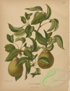 fruits-04472 - Pear, 3