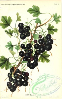 fruits-04671 - Black Currant