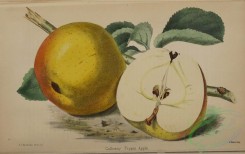 fruits-05000 - 009-Apple