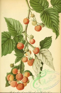 fruits-05268 - Raspberry