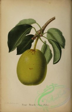 fruits-05490 - 008-Pear