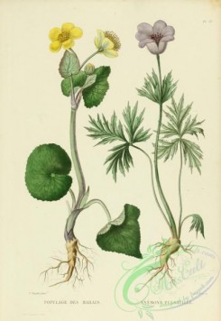 furage_plants-00016 - caltha palustris, anemone pulsatilla