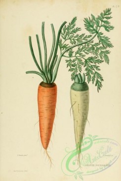 furage_plants-00020 - Carrot, daucus