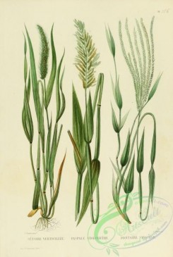 furage_plants-00035 - digitaria sanguinalis, paspalum, setaria