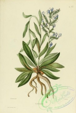 furage_plants-00036 - echium vulgaris
