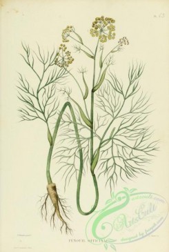 furage_plants-00043 - foeniculum officinale, anethum foeniculum