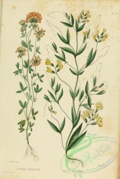 furage_plants-00059 - lathyrus pratensis, lotus corniculatus