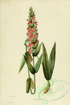 furage_plants-00067 - lythrum salicaria