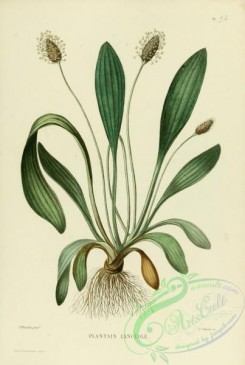furage_plants-00085 - plantago lanceolata