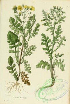 furage_plants-00100 - senecio jacoboea, senecio vulgaris
