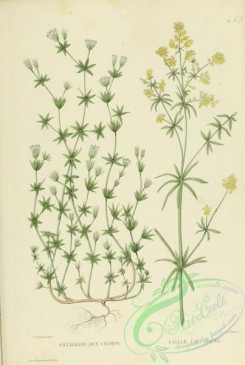 furage_plants-00101 - sherardia arvensis, galium verum