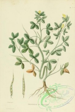 furage_plants-00117 - trigonella foenum graecum