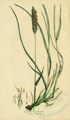 furage_plants-00135 - alopecurus pratensis