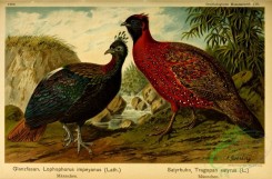 game_birds-00254 - lophophorus impeyanus, tragopan satyrus