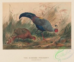 game_birds-00281 - Siamese Pheasant, euplocamus praelatus