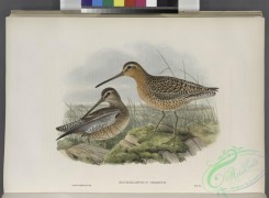 game_birds-00316 - 279-Macrorhamphus griseus. Red-breasted or Brown Snipe