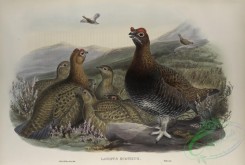 game_birds-00322 - 437-Lagopus scoticus, Red Grouse