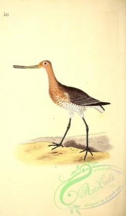 game_birds-00740 - Red Godwit, scolopax lapponica, 2