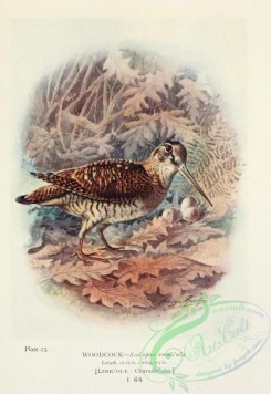 game_birds-00858 - Woodcock, scolopax rusticula