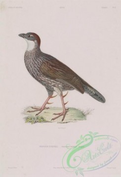 game_birds-00884 - francolinus erckellii