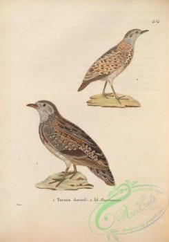game_birds-01113 - hemipodius varius, hemipodius dussumier