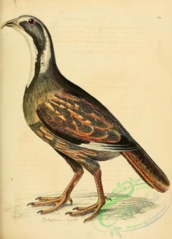 game_birds-01152 - lophophorus nigelli