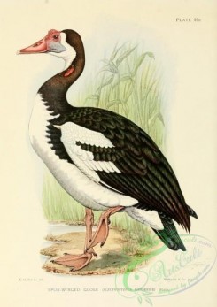 game_birds-01530 - Spur-winged Goose, plectropterus gambensis