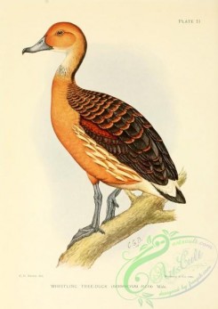 game_birds-01535 - Whistling Tree-Duck, dendrocygna fulva