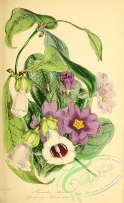 gardenia-00005 - primula altaica, gardenia sherbournii