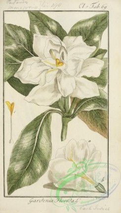 gardenia-00009 - gardenia florida