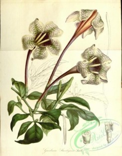 gardenia-00013 - gardenia stanleyana