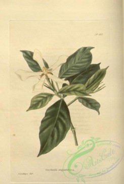 gardenia-00018 - gardenia angustifolia