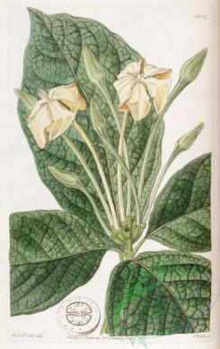 gardenia-00023 - 1952-gardenia pannea, Cloth-leaved Gardenia